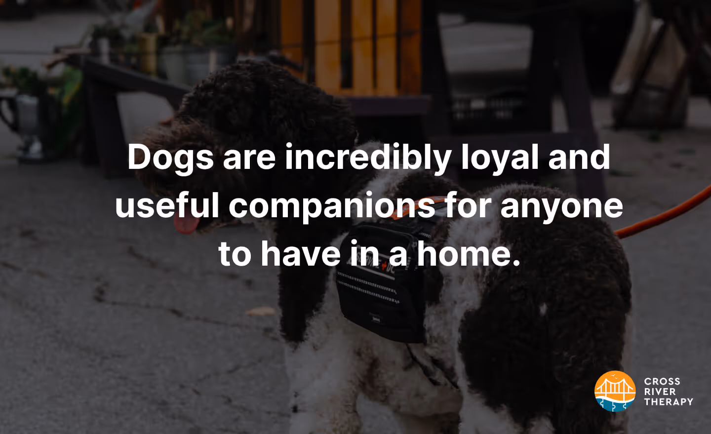 Dogs are incredibly loyal and useful companions for anyone to have in a home. 