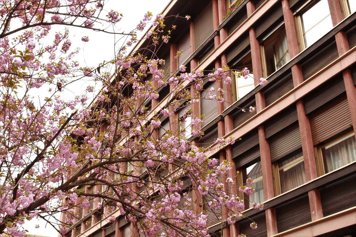 Pink blossoms on a tree in front of a pink building in Milan.