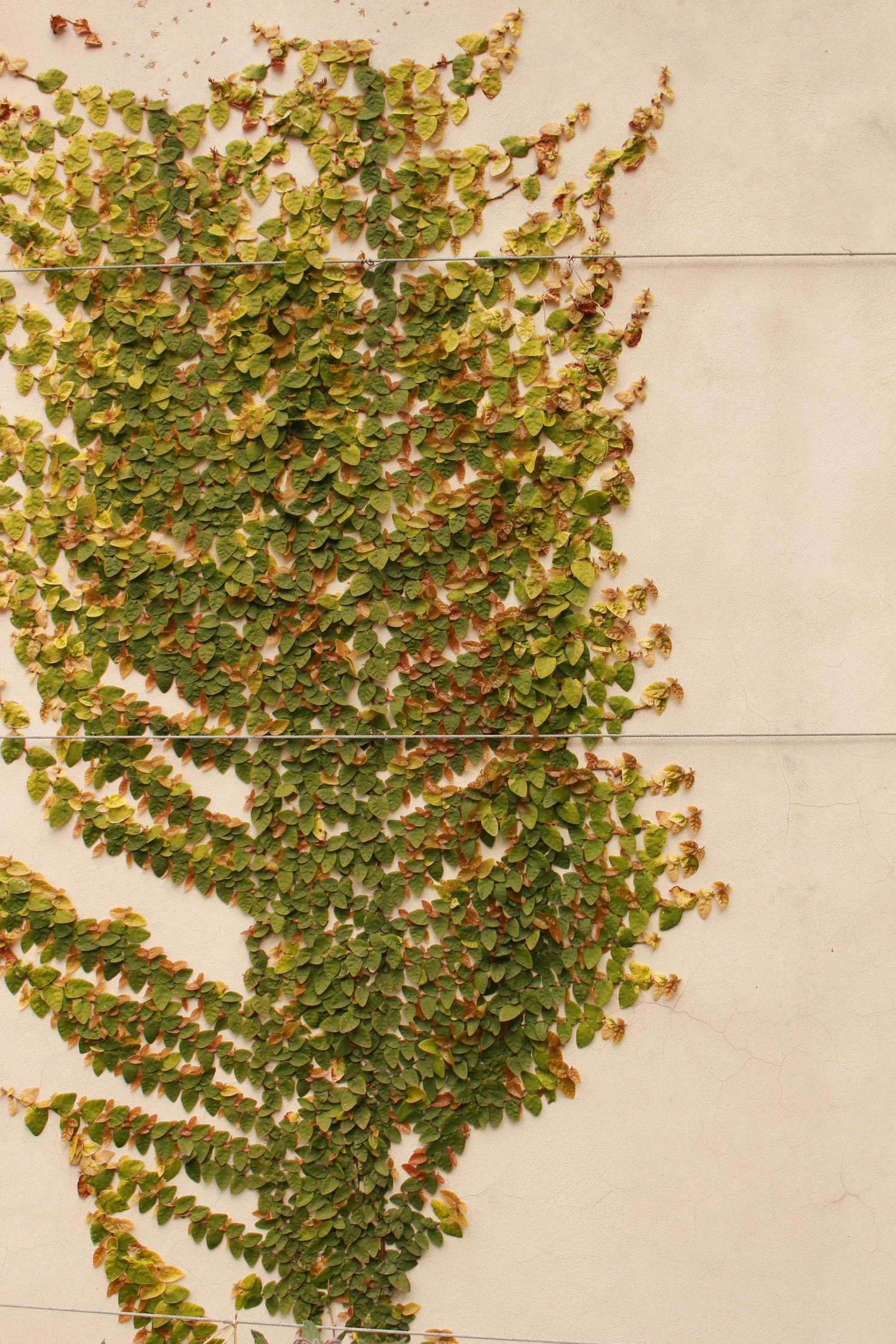 A photograph of a large climbing vine in Orto Botanico.