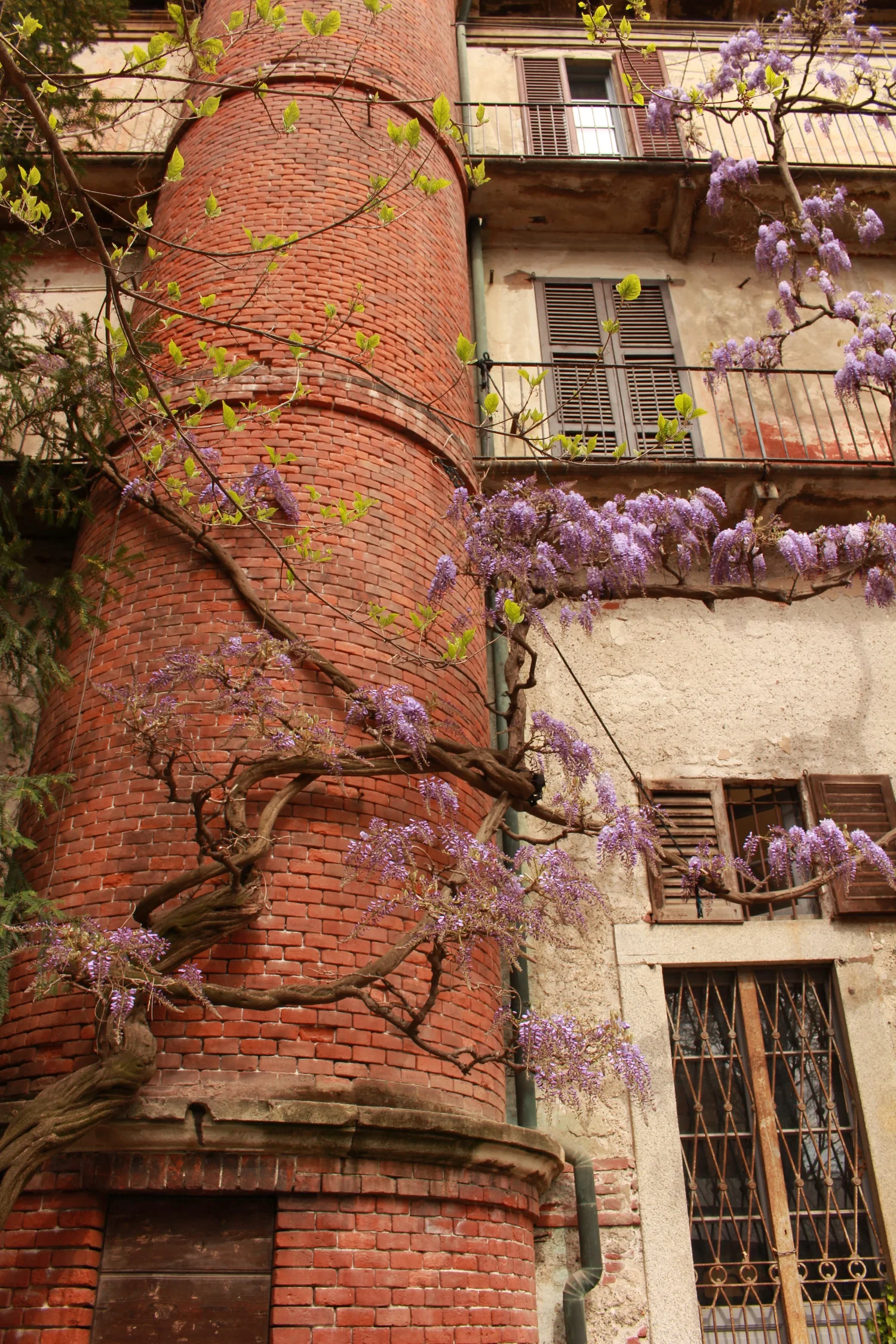 A photograph of wisteria climbing a wall in Orto Botanico.