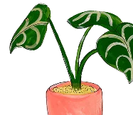 Illustration of a potted plant with three large green leaves in a coral-colored pot.