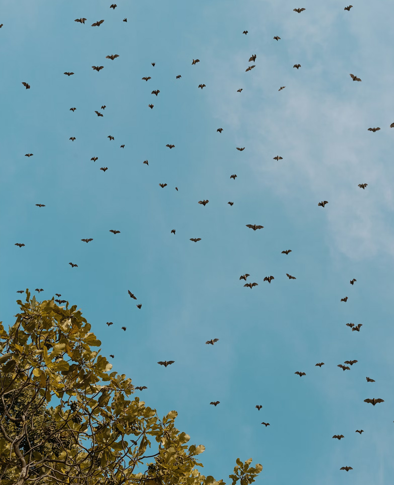 Flock of bats flying in a blue sky above green tree branches.