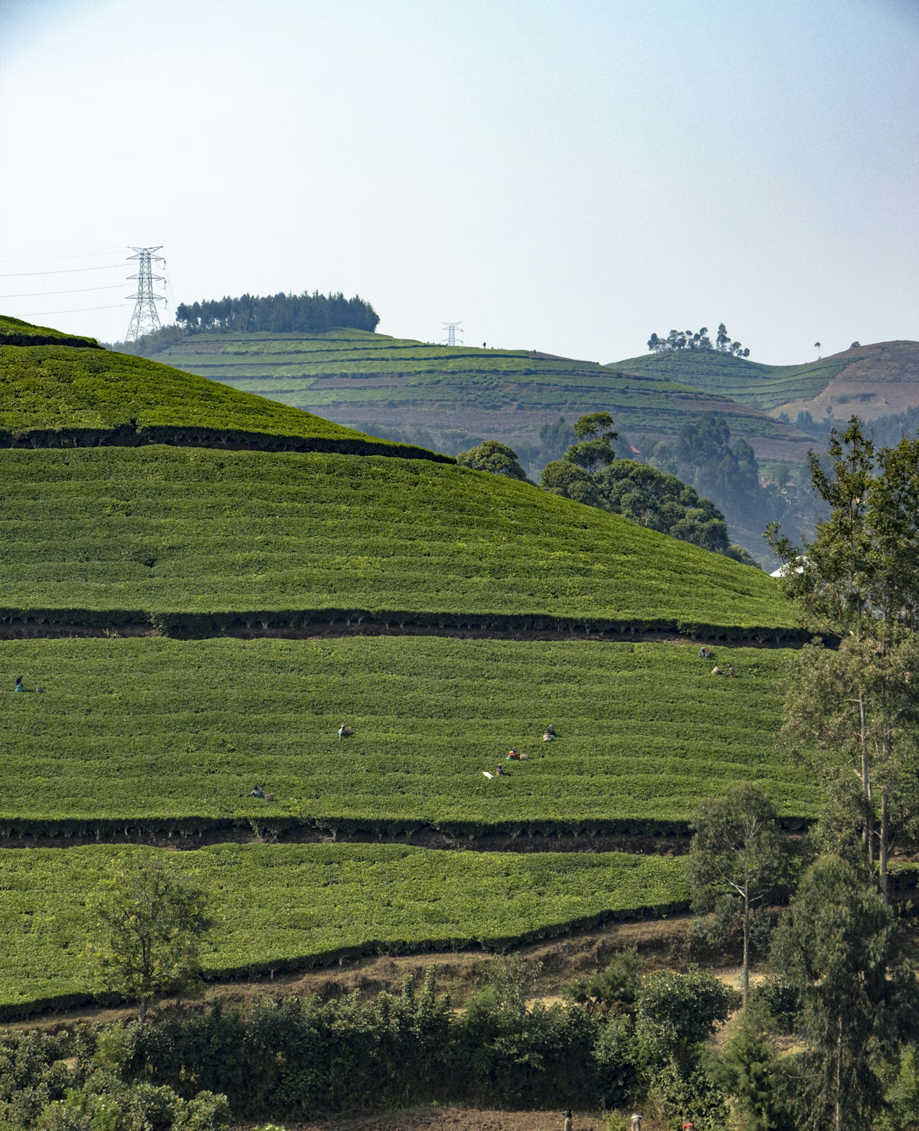 Workers picking tea leaves on lush green terraced hills under a clear sky.