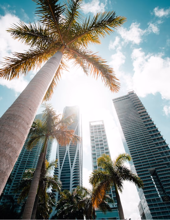 Low-angle view of tropical palm trees and modern skyscrapers in Miami against a bright, sunny sky.