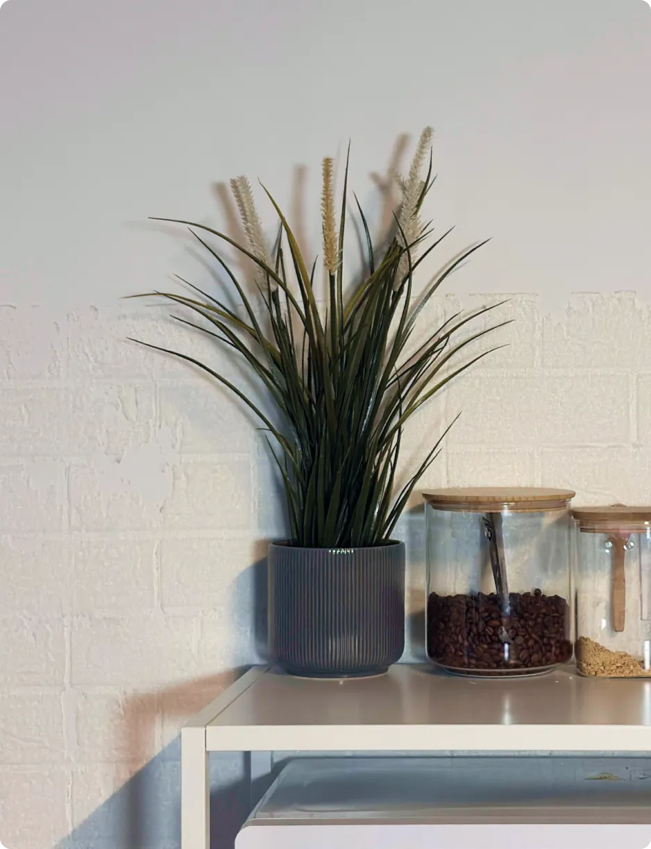 Green potted plant with tall leaves and white flower spikes on a white shelf next to two glass jars with wooden lids containing coffee beans and brown powder.