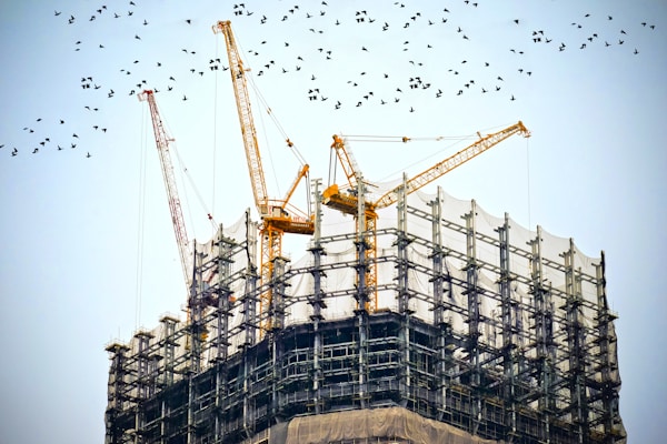 Construction site birds