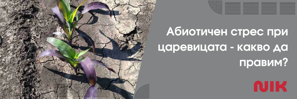Царевичен посев с признаци на абиотичен стрес и приложени решения за прецизно управление