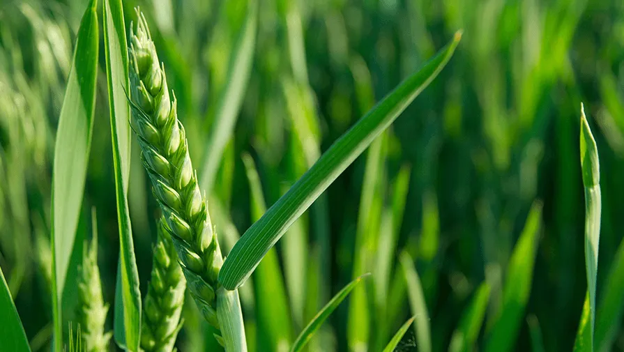 mnenie na agronomi za toreneto pri faza na torene flagov list