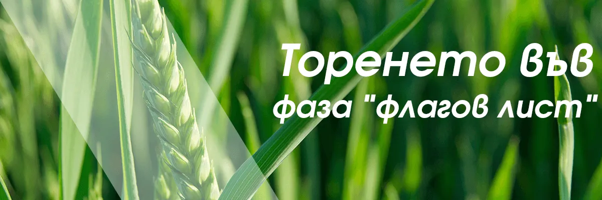 Пшеничен посев във фаза флагов лист при целенасочено азотно захранване