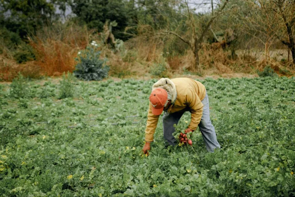 Local supplier harvesting ingredients for a sustainable bakery
