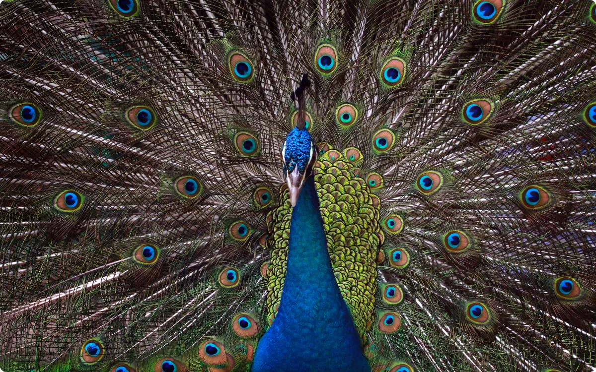 Peacock with its tail feathers fanned out