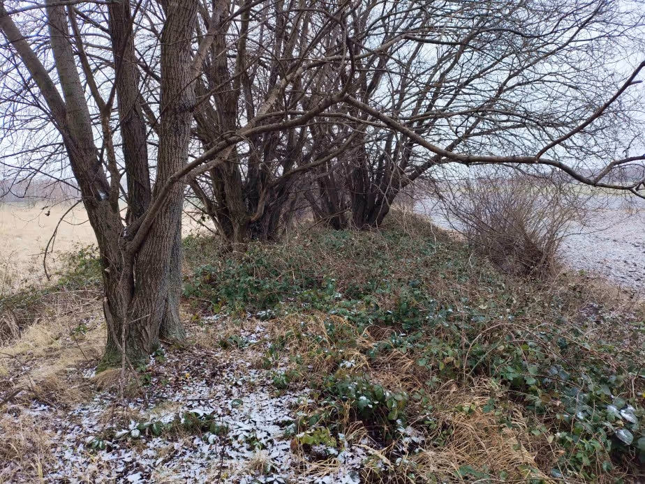 Grupa bezlistnych drzew rosnących na nieco zaśnieżonym, zarośniętym terenie.