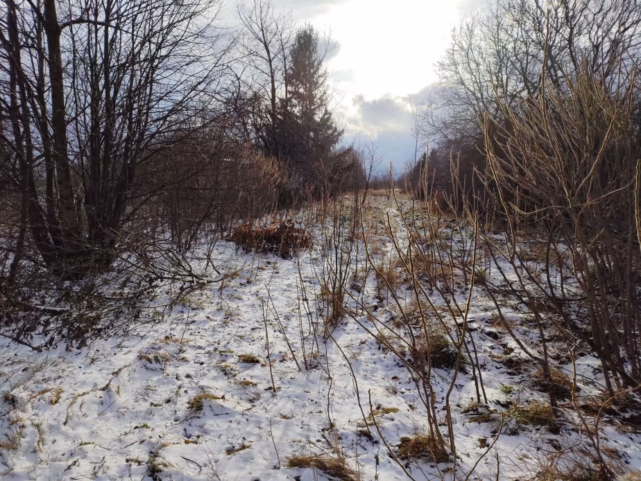 Ścieżka przez śnieżną polanę otoczoną gołymi drzewami i krzewami pod pochmurnym niebem.