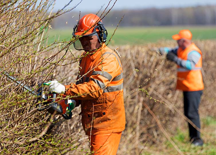 Mitarbeiter beim Heckenschnitt mit Motorsäge – Gehölzpflege und Rückschnitt