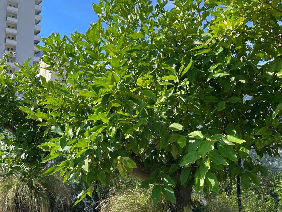 Compravendita materiali per giardino con trasporto in Ticino