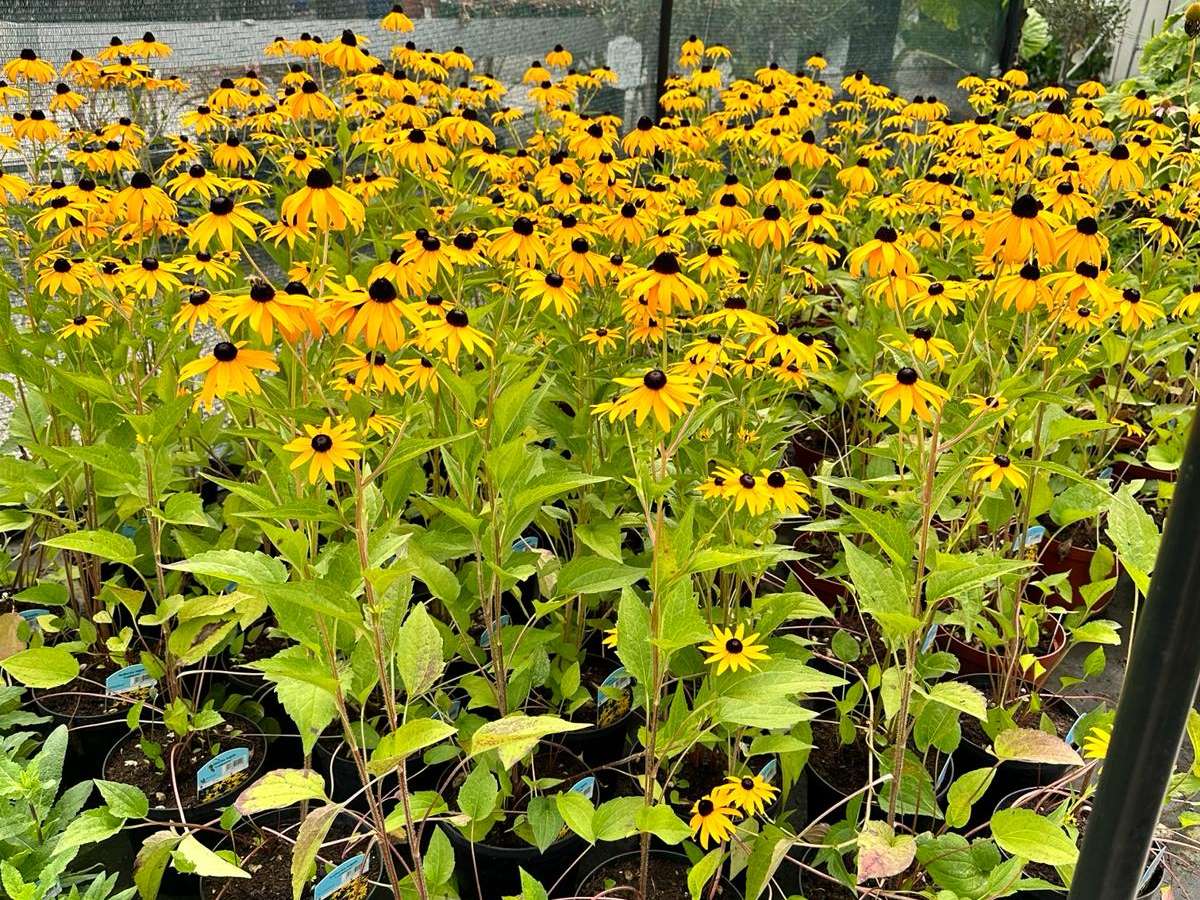 Compravendita materiali per giardino