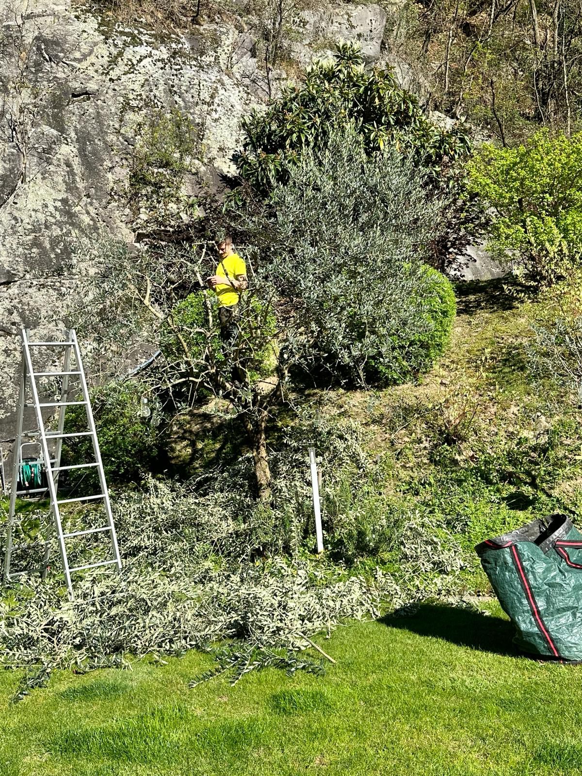Taglio siepi e potature piante