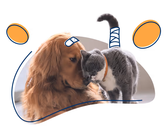 Perro y gato acurrucados – Protección con el seguro de salud para perros y gatos de petolo