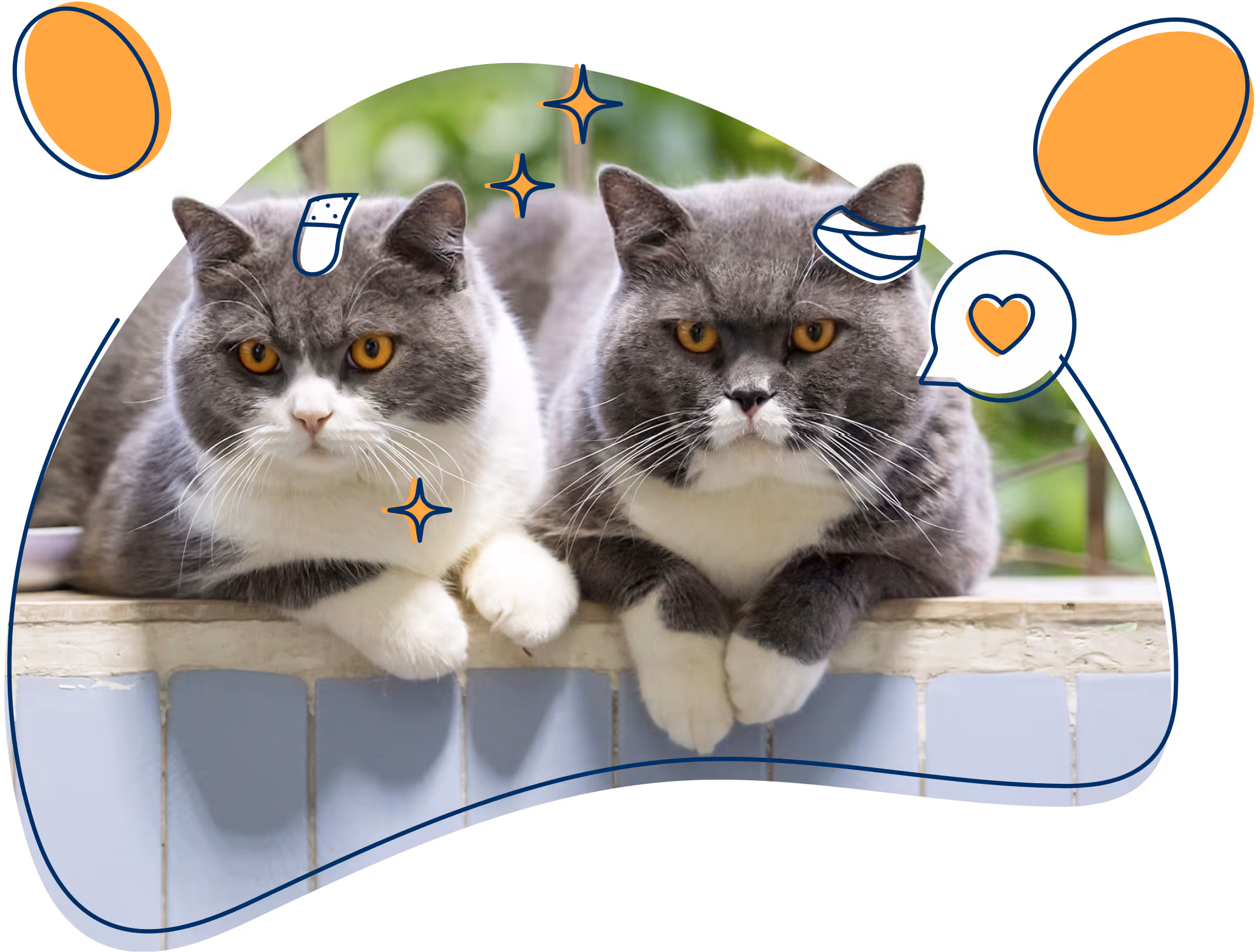 Dos gatos sentados juntos con ilustraciones de cuidado y salud, representando el seguro veterinario para gatos de petolo con protección integral, reembolsos de hasta el 100 % y asistencia veterinaria online