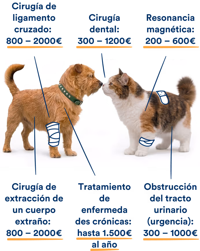 Comparación de costes de tratamientos veterinarios en perro y gato: resonancia magnética (200–600 €), cirugía por ingestión de cuerpo extraño (800–2.000 €), cirugía de ligamento cruzado (800–2.000 €), cirugía dental (300–1.200 €), obstrucción urinaria de urgencia (300–1.000 €) y tratamiento de enfermedades crónicas (hasta 1.500 € al año) con petolo