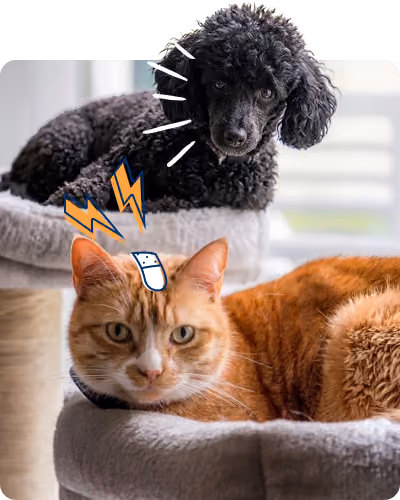 Perro y gato descansando juntos en su cama, reflejando el compromiso de petolo con el bienestar animal y los seguros para mascotas en España.