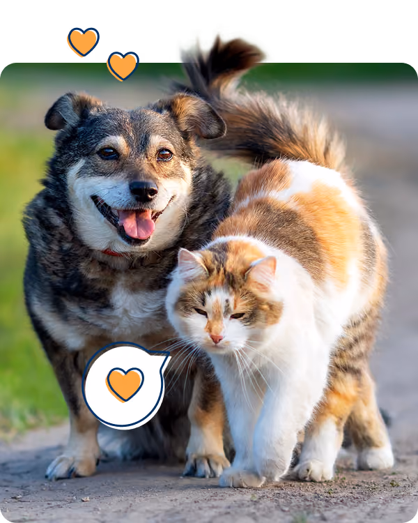 Perro y gato felices juntos, representando los valores de petolo y la protección integral para mascotas.