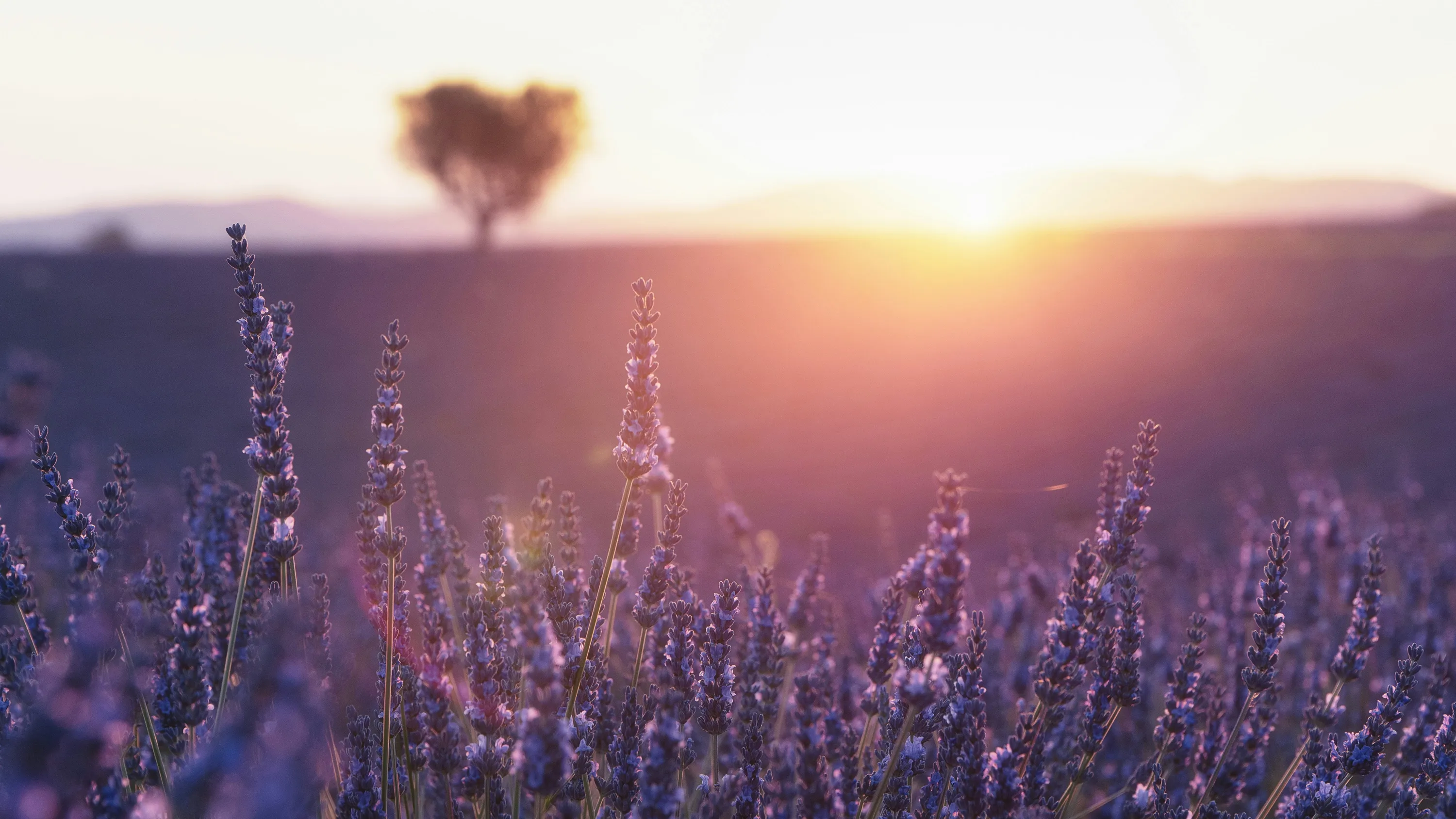 Lavender flowers in a field with the sun setting near the horizon and a blurred tree in the background.