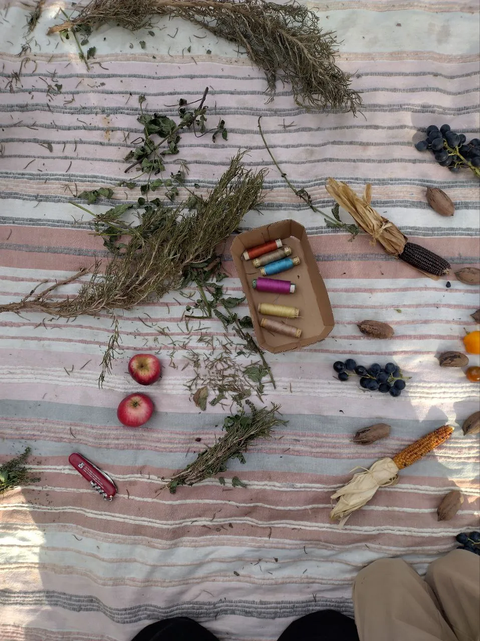 Striped cloth with herbs, spools of thread in a paper tray, apples, corn, grapes, and a Swiss Army knife.
