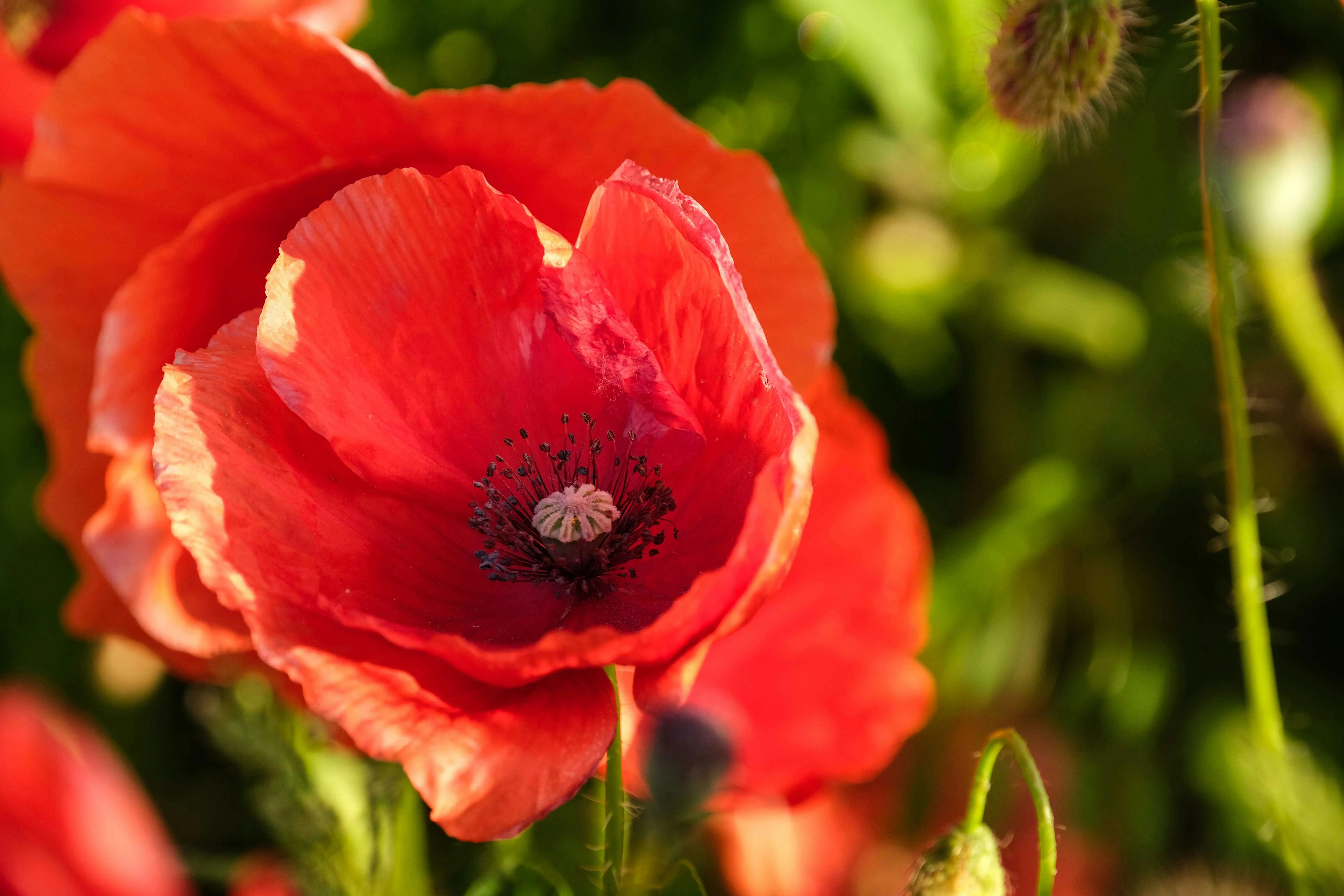 Close-up of a vibrant red poppy flower with green foliage blurred in the background.
