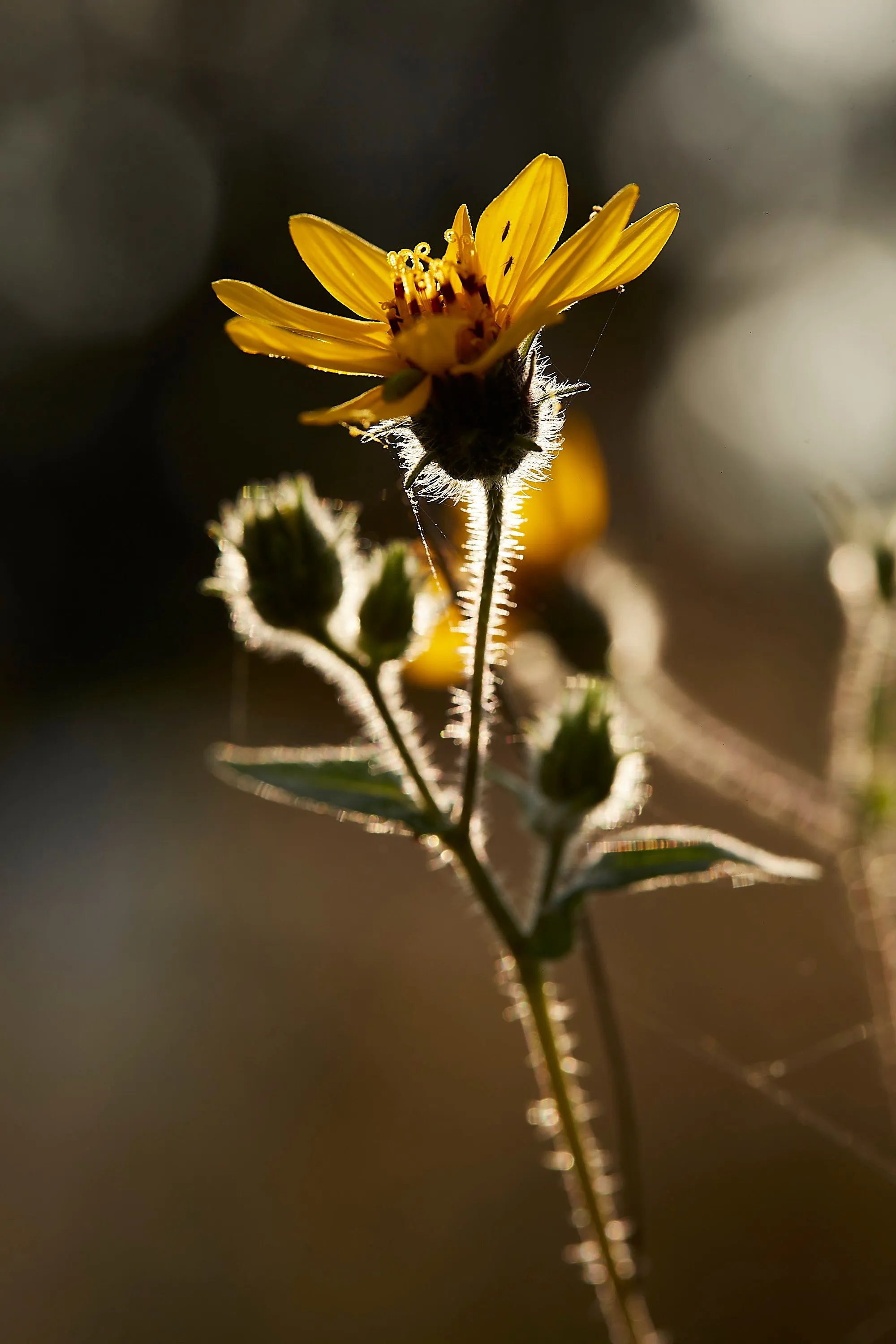Close-up of a backlit yellow flower with hairy stem and buds against a dark blurred background.