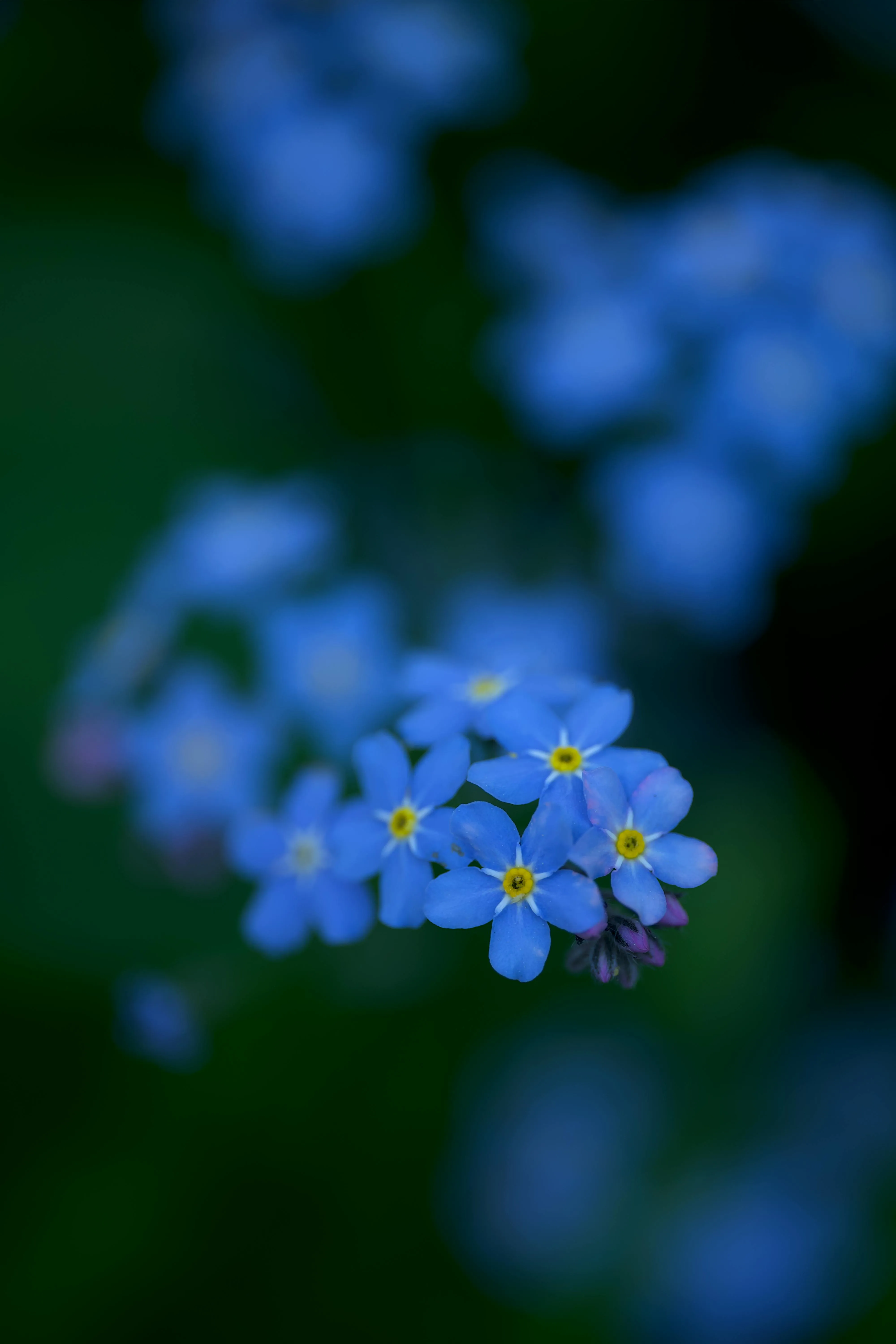 Close-up of delicate blue forget-me-not flowers with yellow centers against a dark green background.