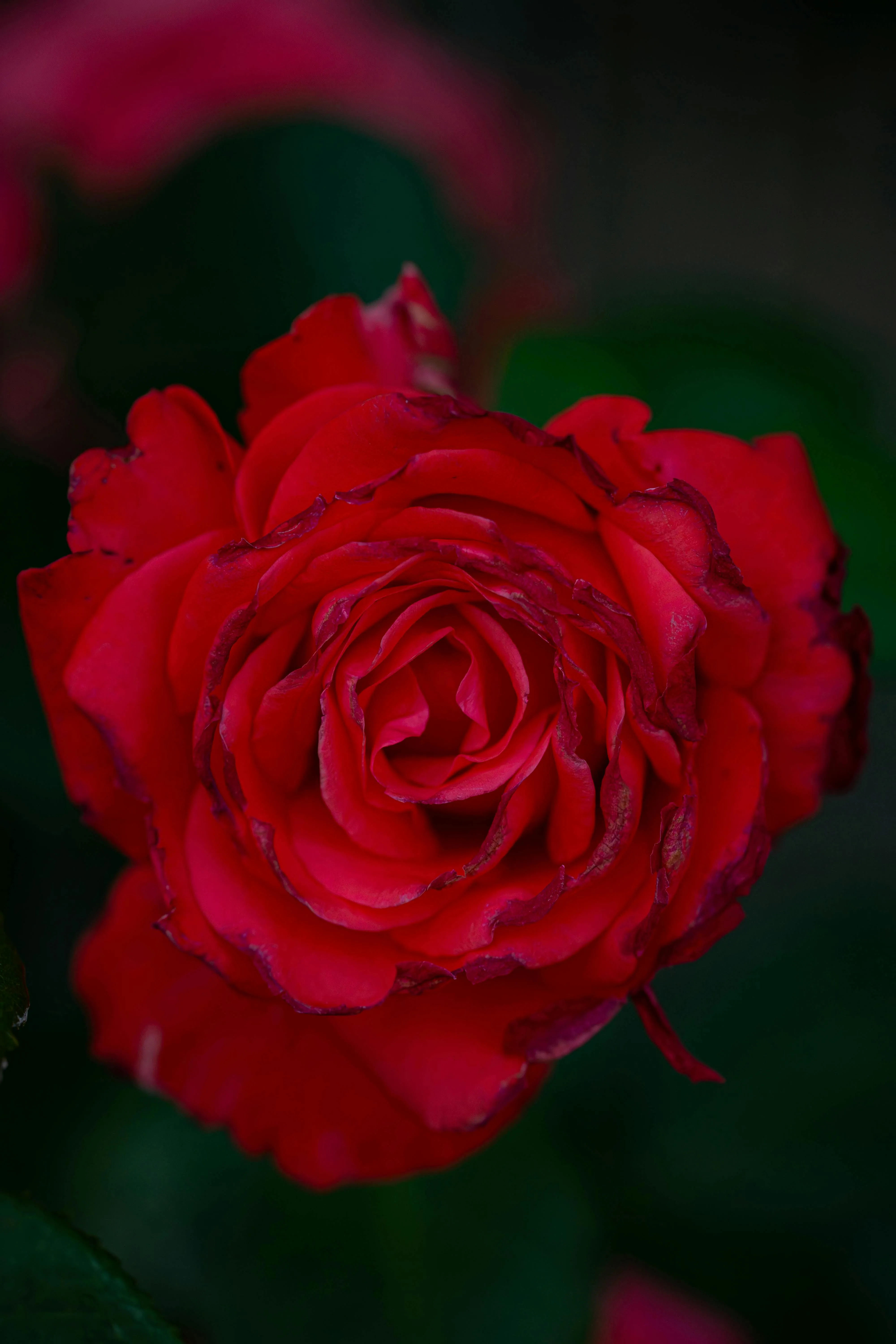 Close-up of a red rose with slightly darkened petal edges against a dark green background.