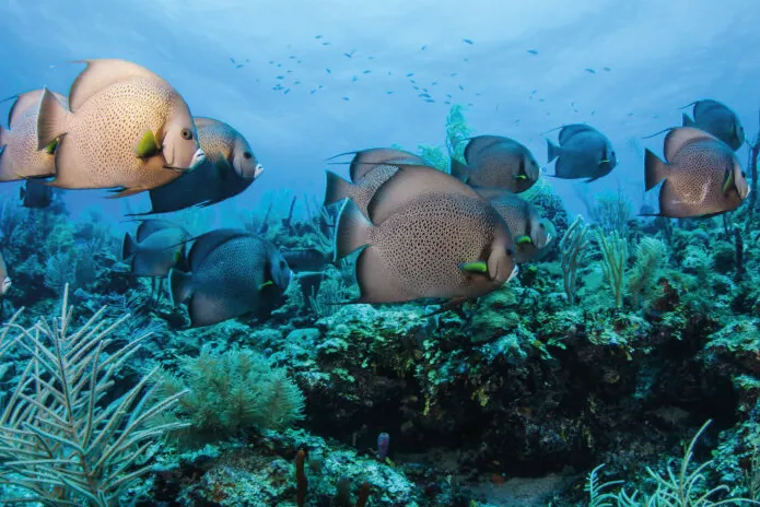 School of tropical fish swimming over a colorful coral reef underwater.