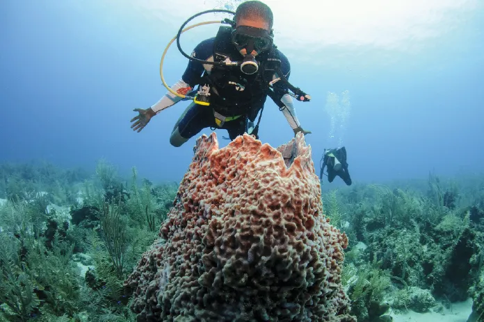 Scuba diver hovering above coral reef underwater with fish swimming nearby.