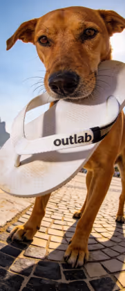 Cachorro marrom segurando uma sandália branca com a marca 'outlab' na boca, em ambiente externo.