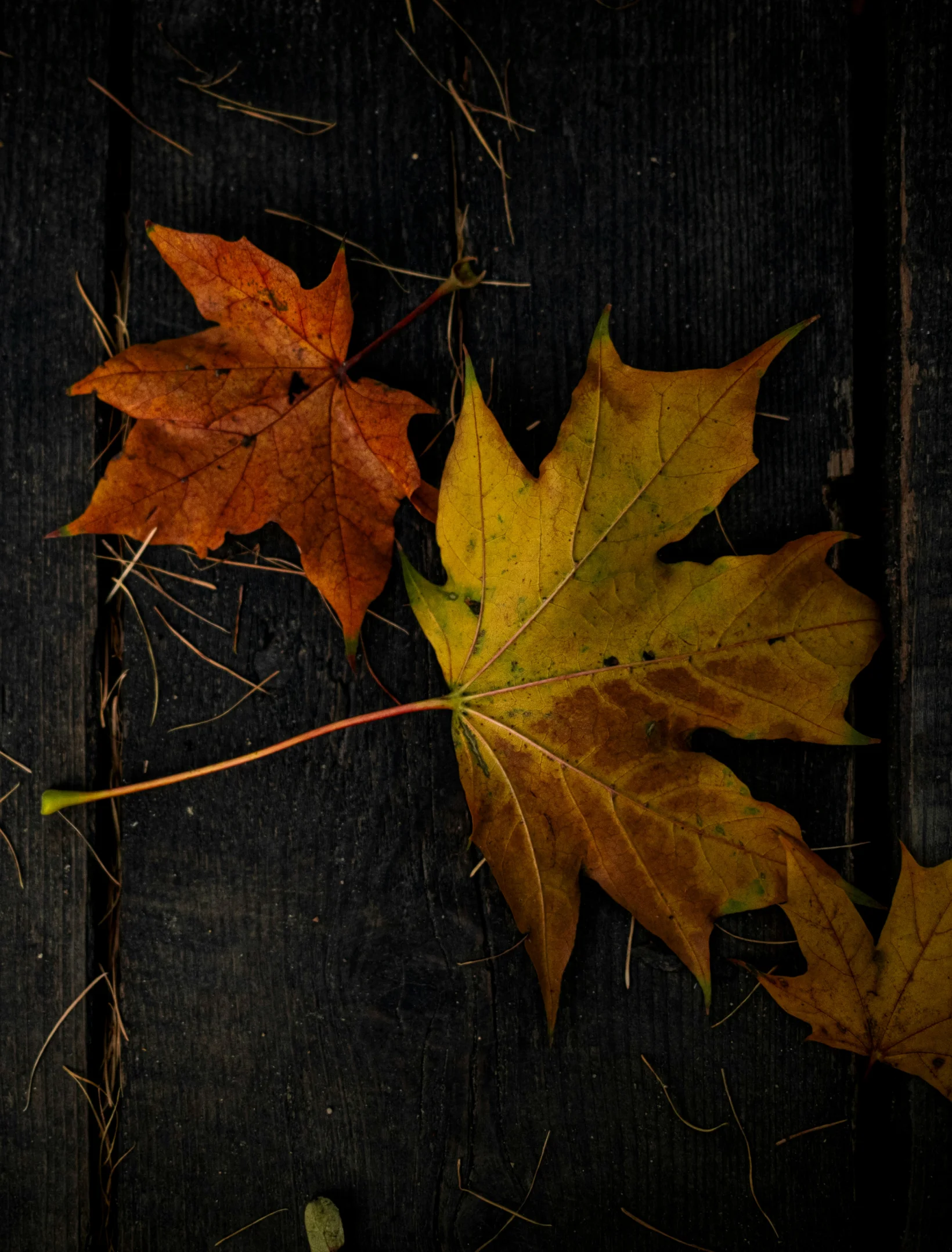 Adroven-home-one-banner-image-three