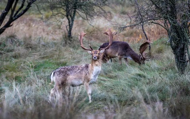 Rewilding Europe waarbij herten leven in een hersteld natuurgebied