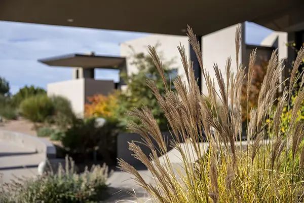 Ornamental grass in focus with modern house and landscaped garden blurred in background.