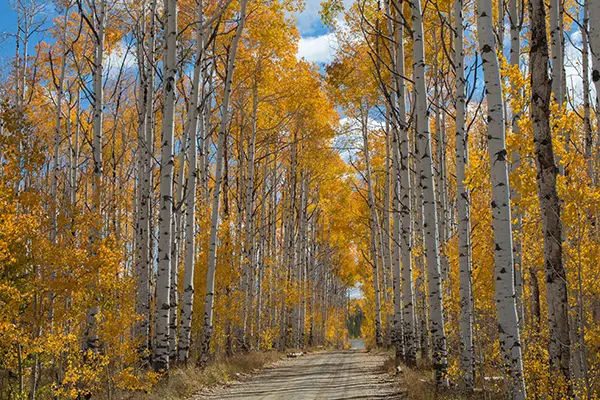 Dirt road flanked by tall aspen trees with yellow autumn leaves under a blue sky with clouds.