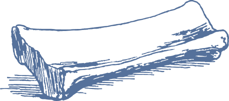 Canoe bone