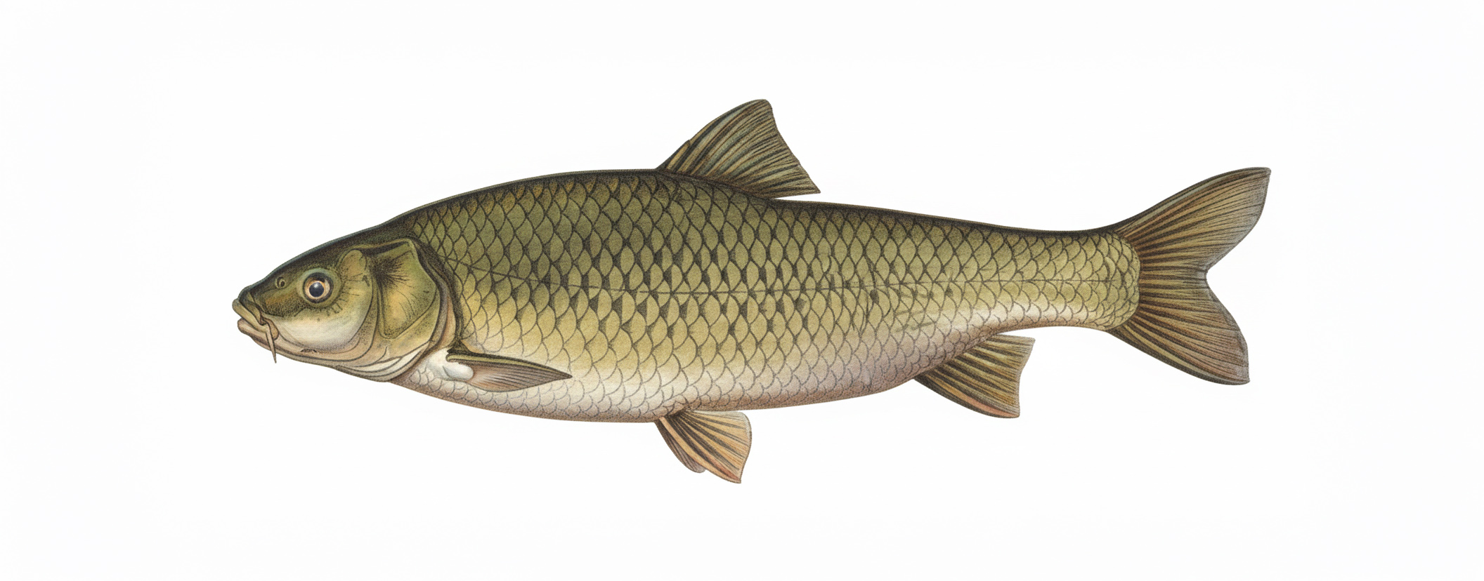 Grass Carp