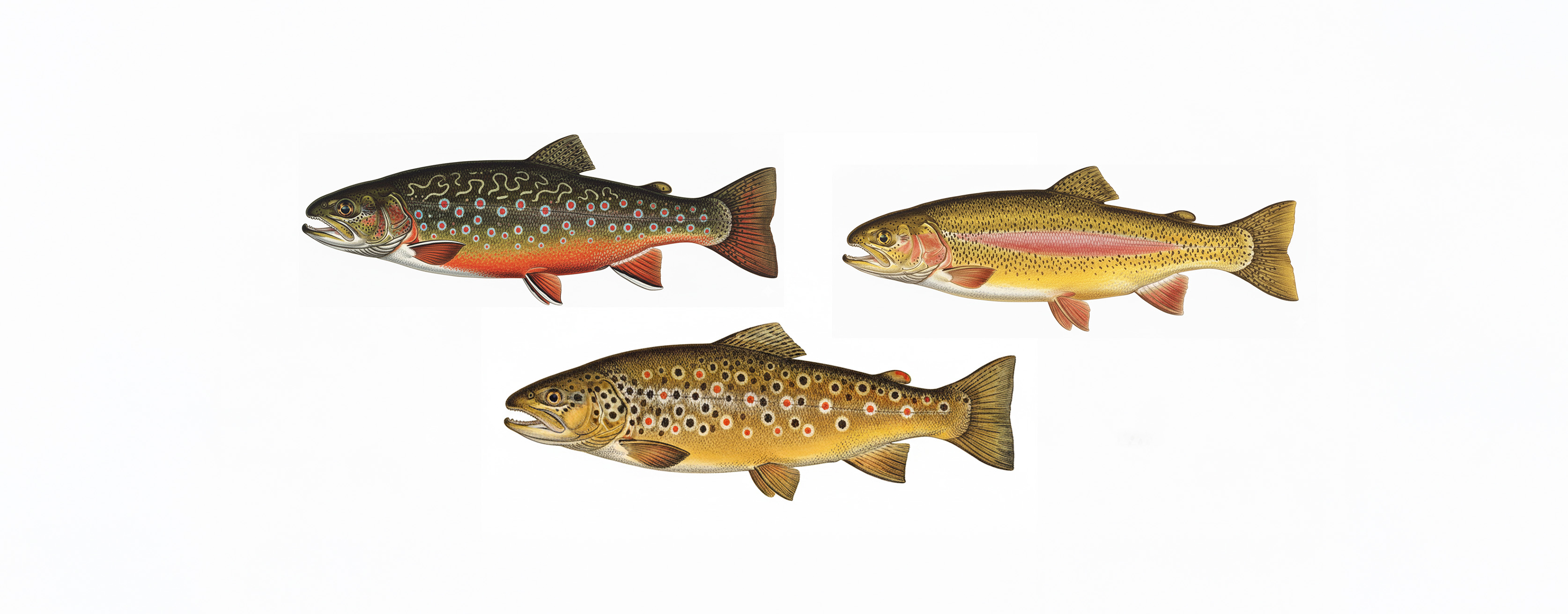 Brown, Brook & Golden Trout