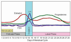 Menstural Cycle Graph