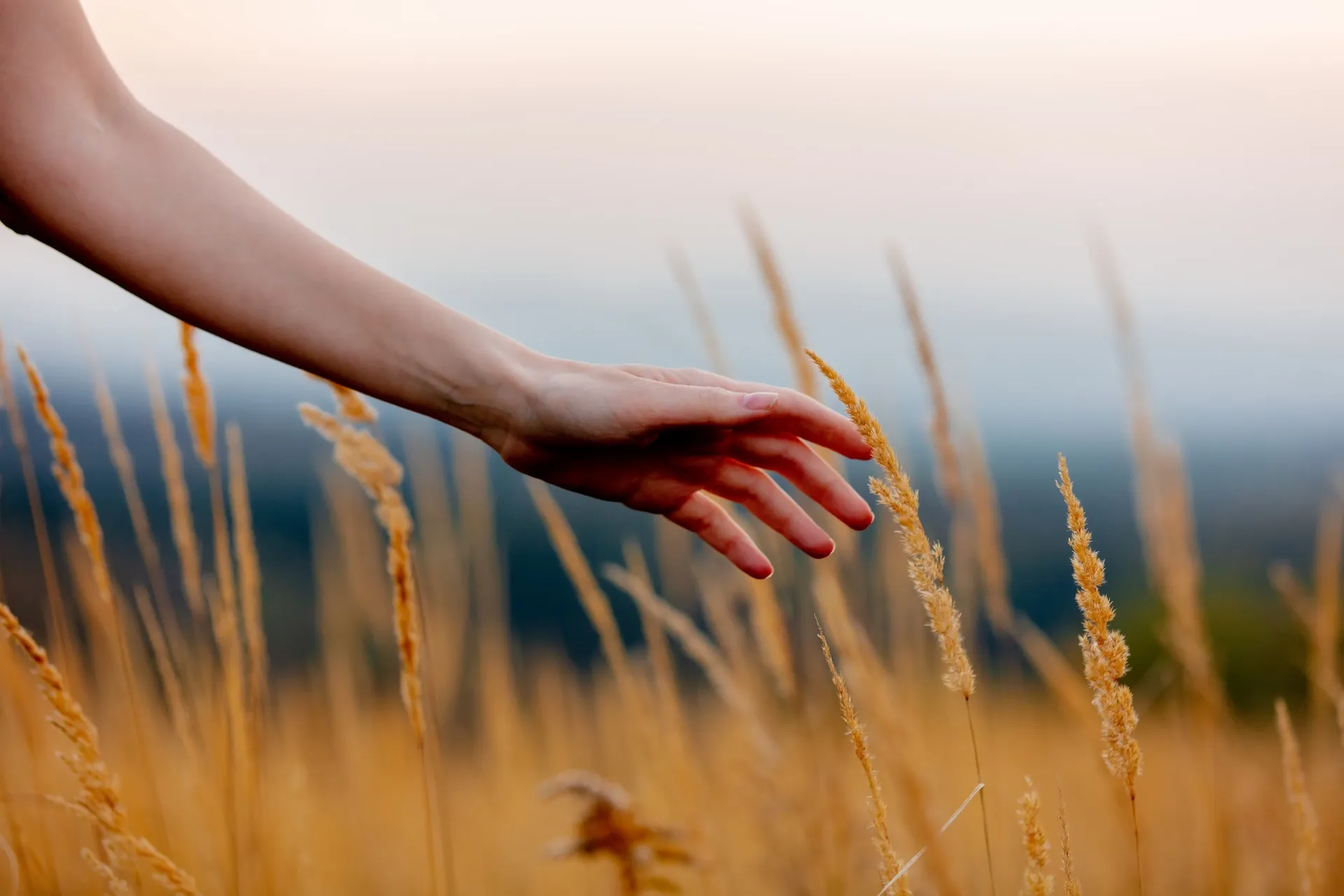 Female hand gently touching golden tall grass in a field at sunset.