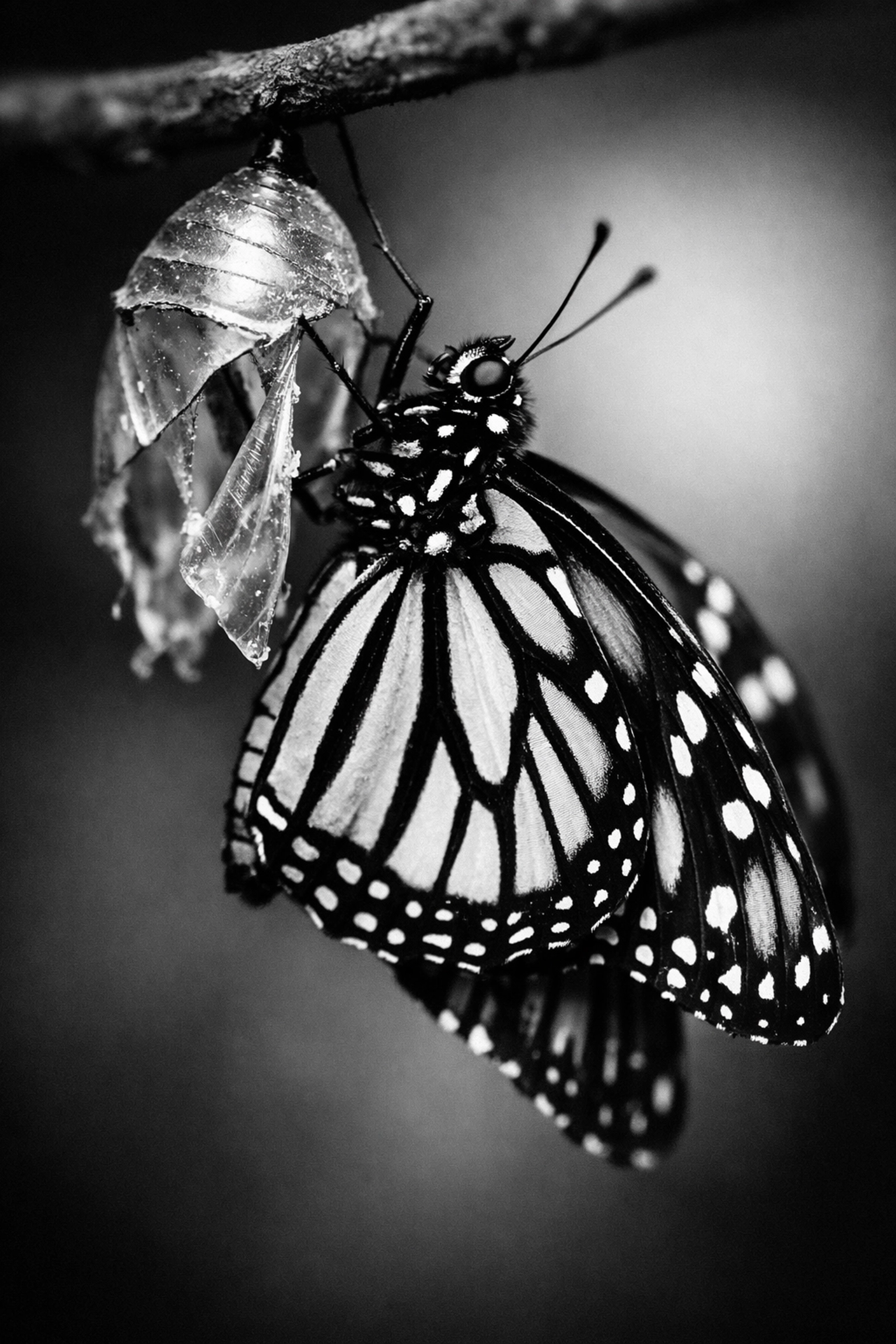 Butterfly emerging from chrysalis symbolizing customer transformation through storytelling