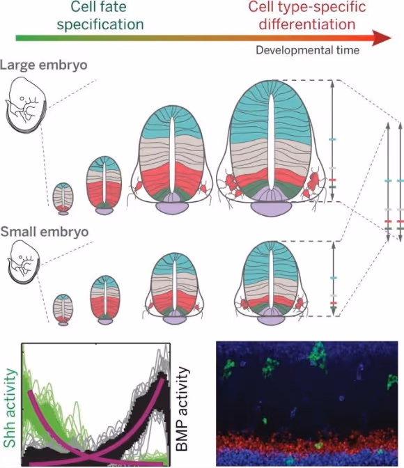 Cells in the early spinal cord are instructed to differentiate into a multitude of different neurons. Photo taken from my postdoc advisor James Briscoe https://briscoelab.org/growth-and-patterning/