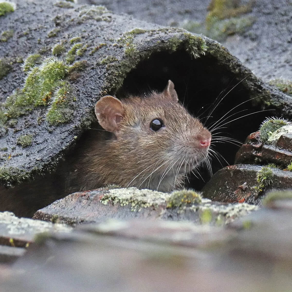Small rodent or mouse peeking through roof tiles of home