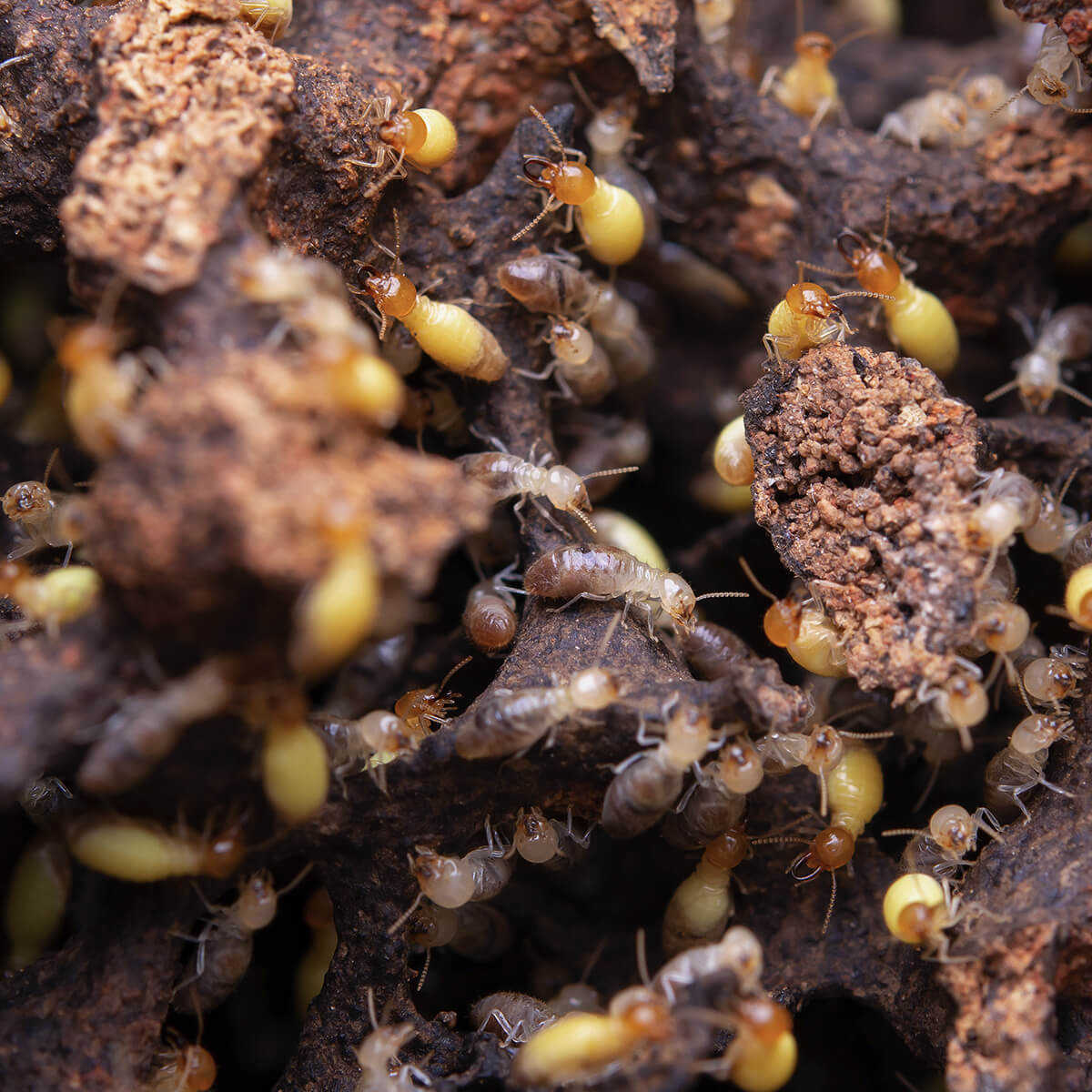 Termites in timber home causing damage