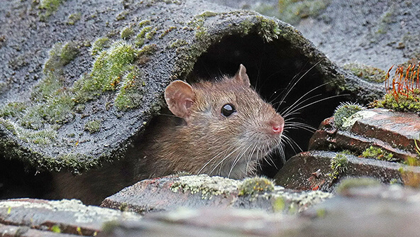 Small rodent or mouse peeking through roof tiles of home