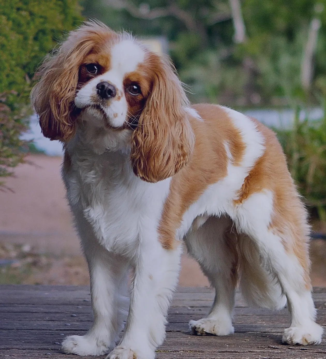Brown and white Cavalier King Charles Spaniel with floppy ears standing on wooden surface outdoors.